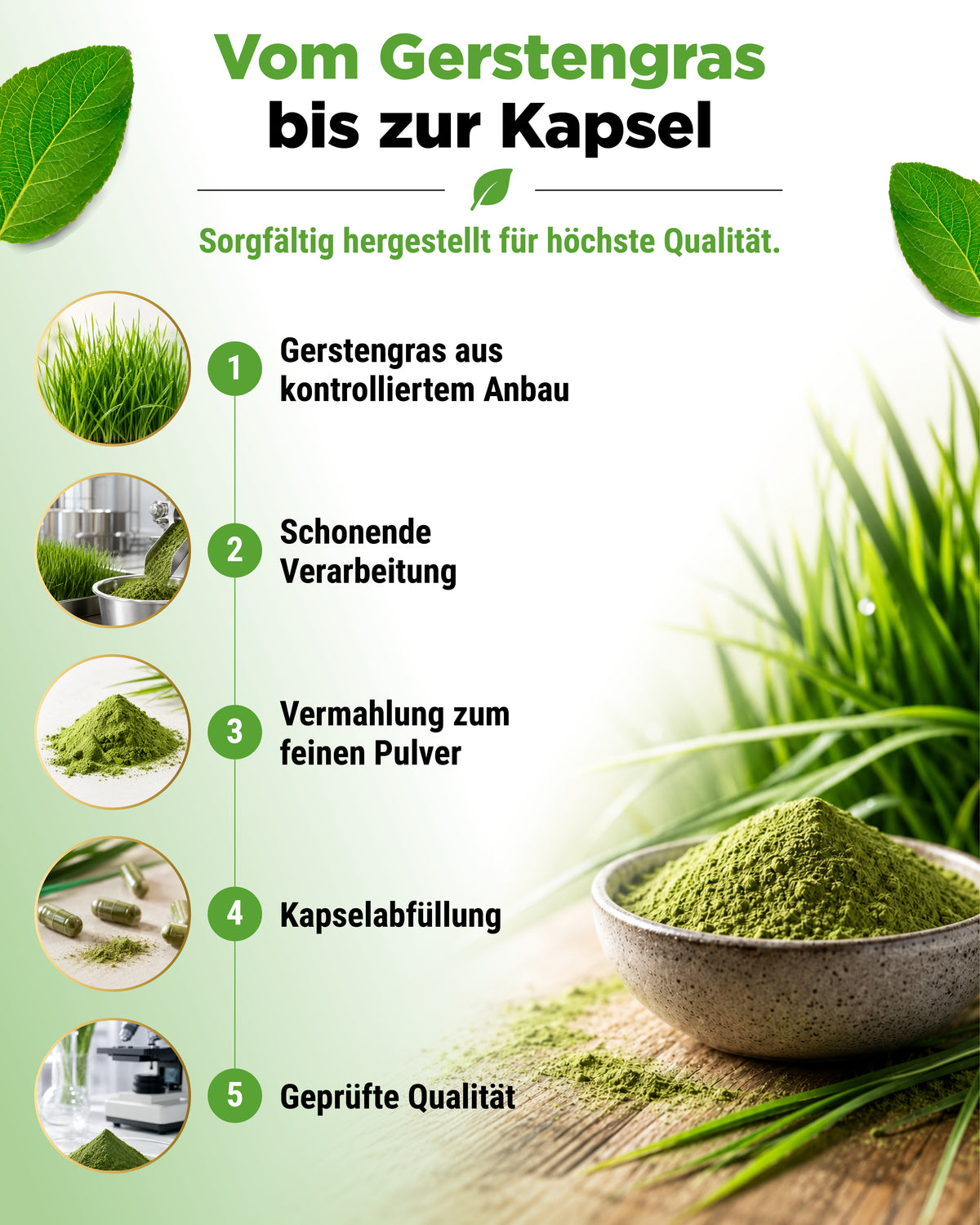 Herbe d'orge Bio - 365 gélules véganes