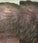 Neofollics Shampoo gegen Haarausfall 3-Pack (3x250 ml) - Hairgivers